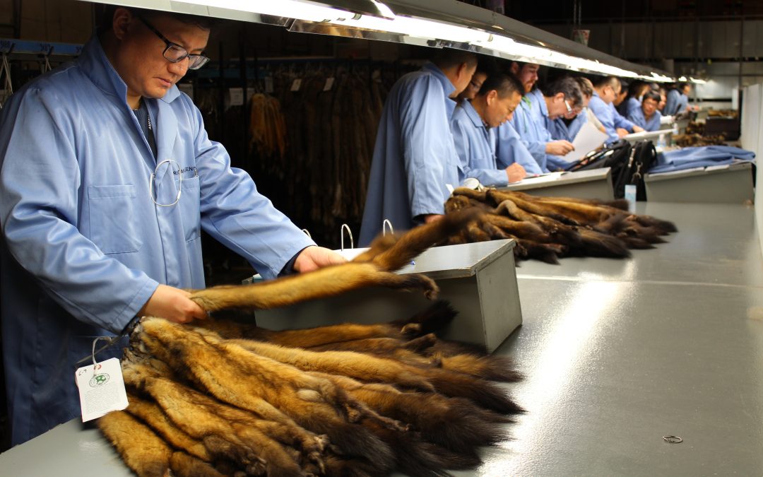 A potential bidder examines a bundle of American marten pelts headed to auction